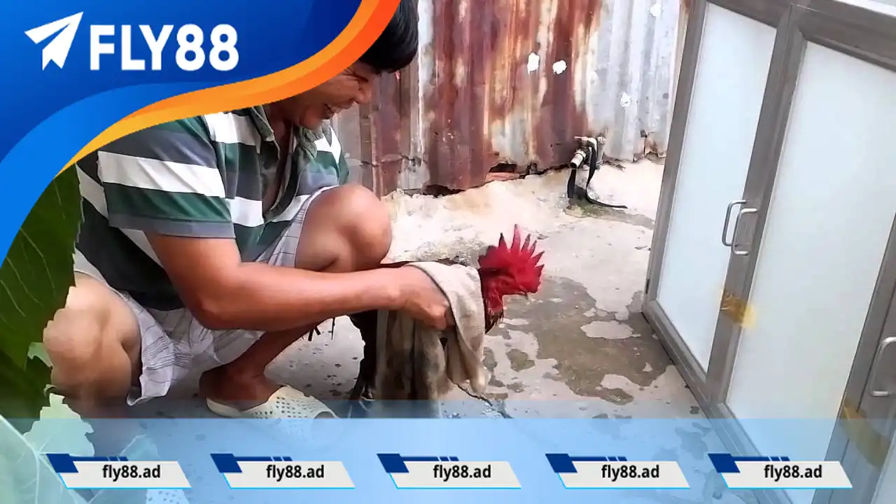 Thức ăn chính cho gà chọi Thức ăn chính cho gà chọi