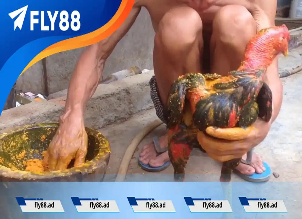 Dinh dưỡng cho gà chọi Dinh dưỡng cho gà chọi